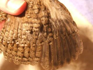 DSCF4363.jpg