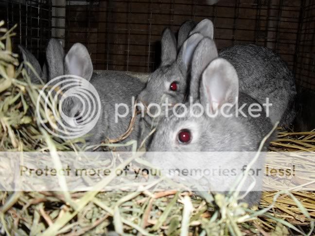 PBUNNIES2023.jpg