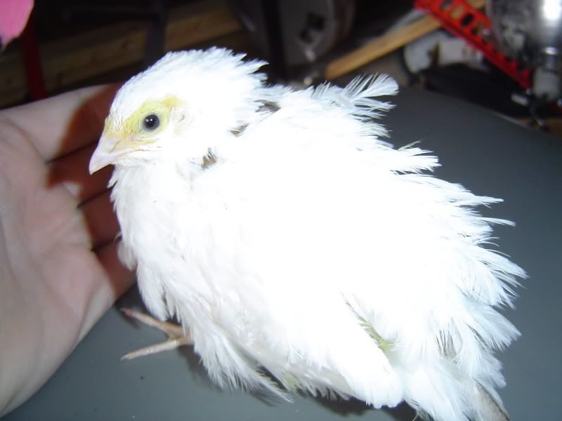 Julypics003.jpg