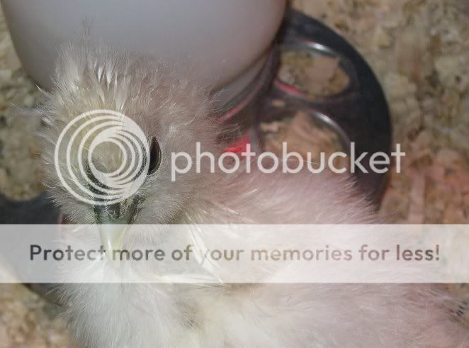 silkie3.jpg