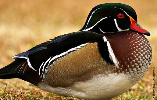 woodDuck4.jpg