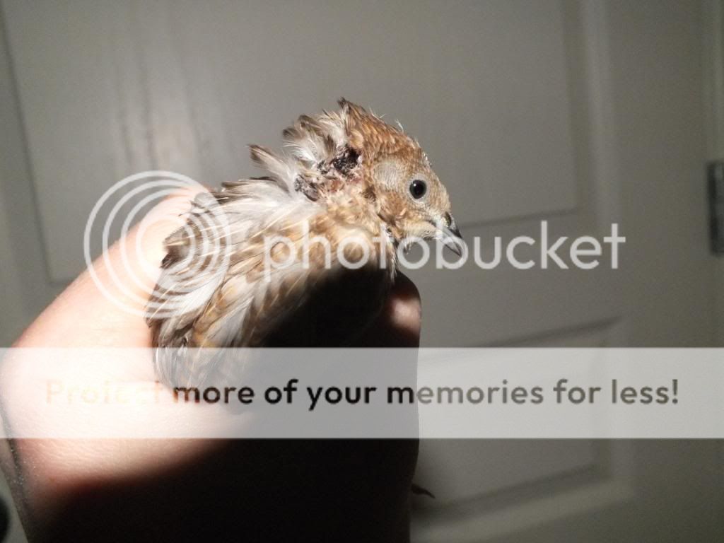 DSCF9136.jpg