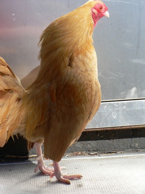 P1060115.jpg