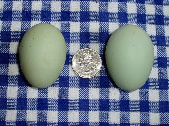 sept23firsteggs.jpg