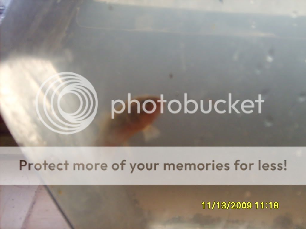 fish005.jpg