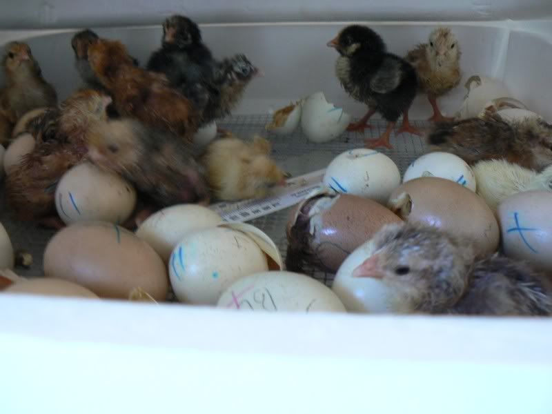BabyChickens003.jpg
