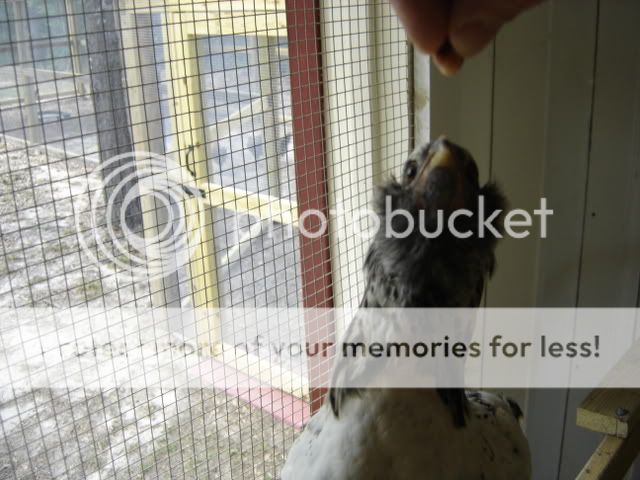 chickseat011.jpg