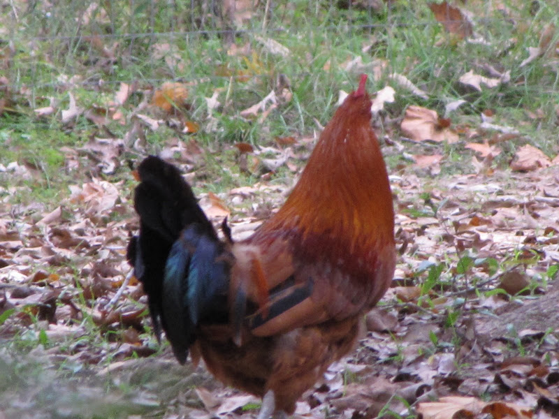 IMG_6831.JPG