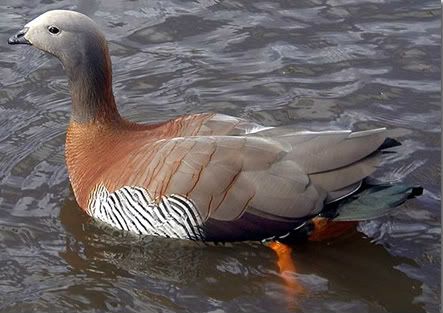 goose2-1.jpg