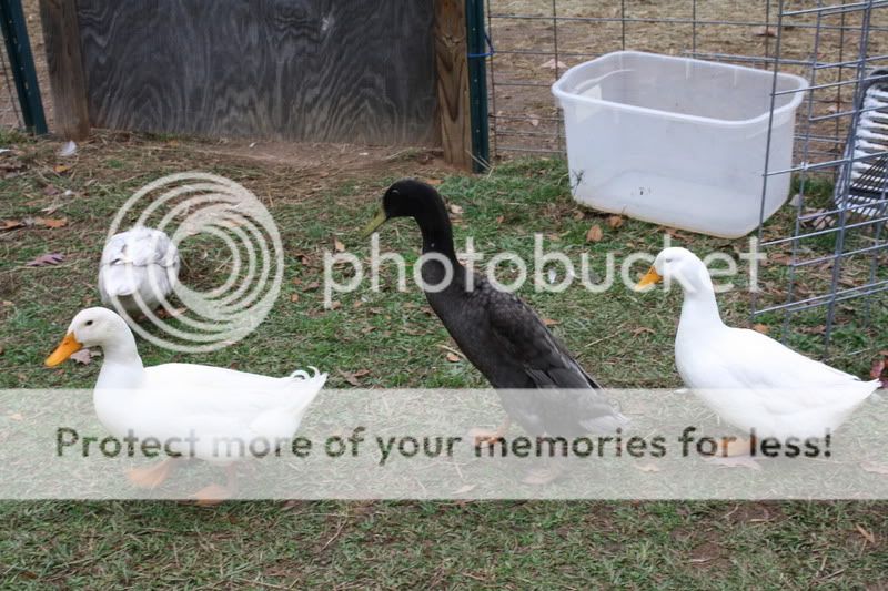 ducks002-1.jpg