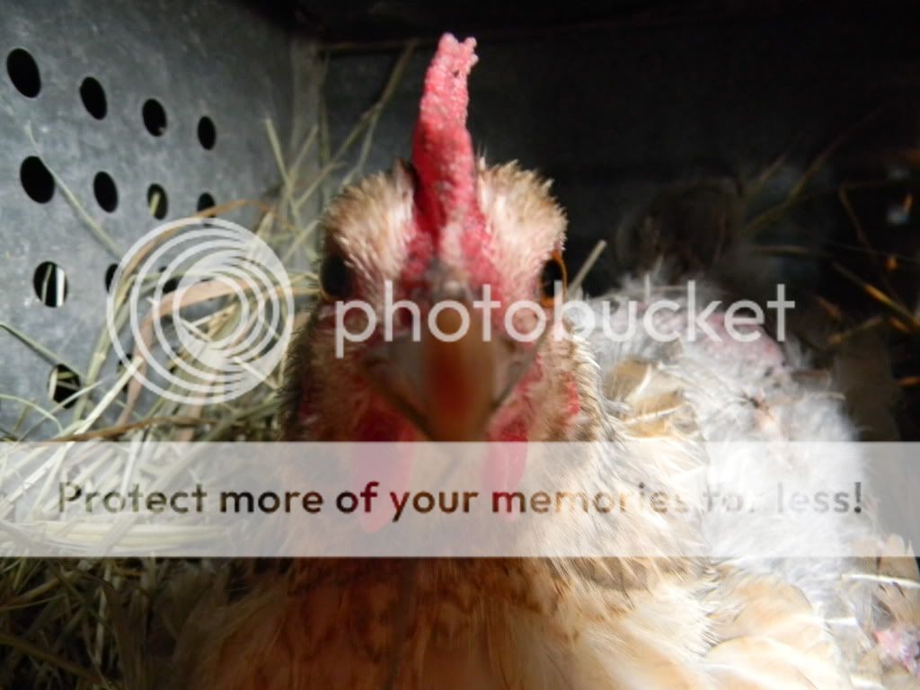 ChickPicks3305.jpg