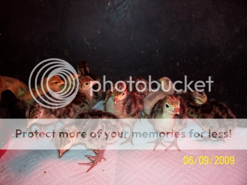 WETandProjects003.jpg