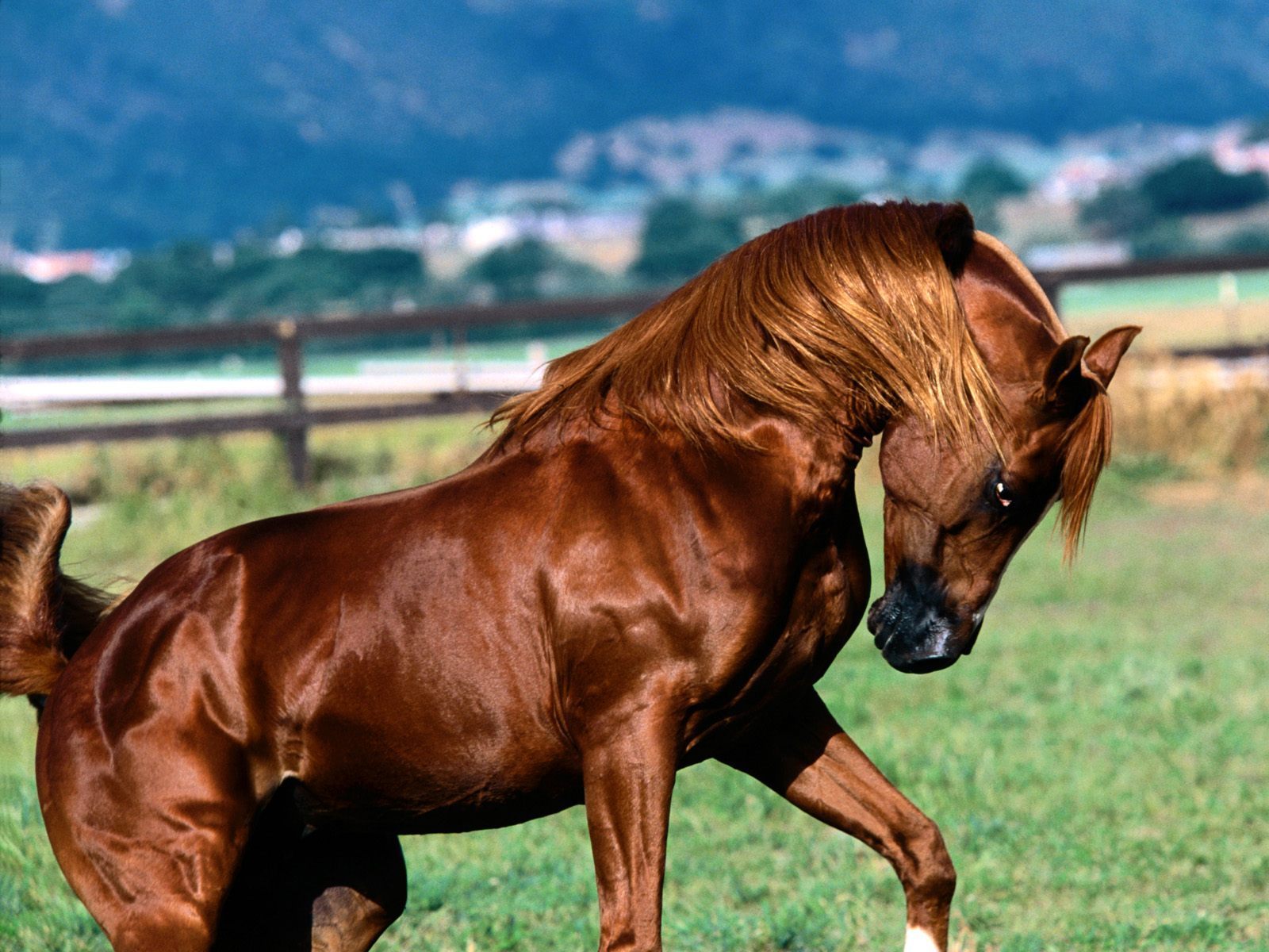 Beautiful-horse-random-4633135-1600-1200.jpg