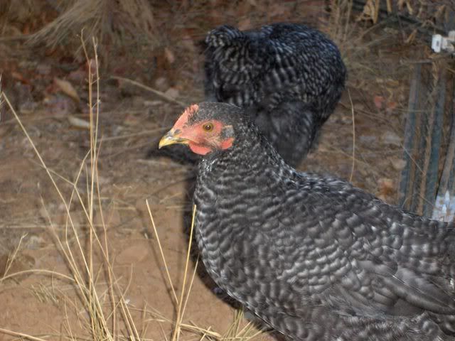 CoopChickenpics023.jpg