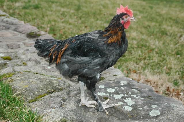 DSC_2684.jpg