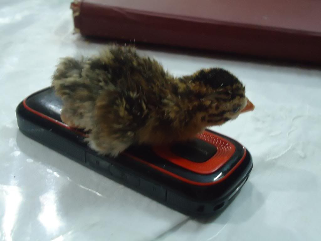 guinneafowl006.jpg