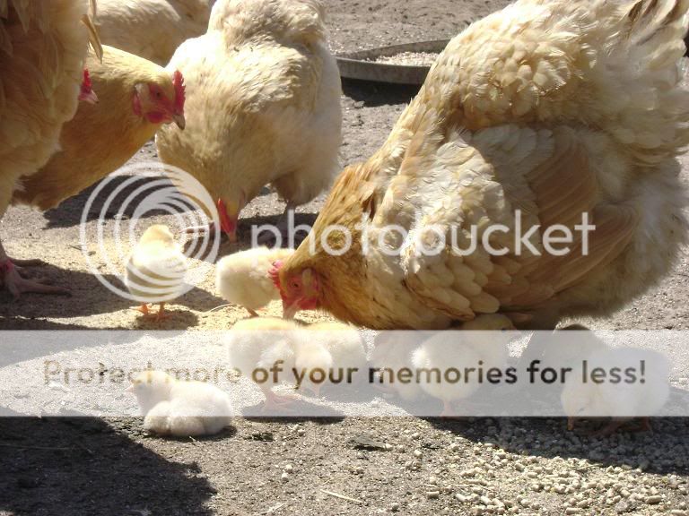 ChicksApril18010.jpg