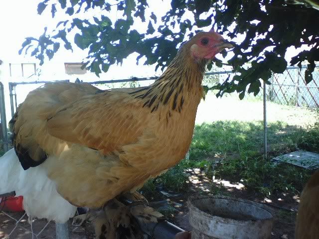 mysteryhen.jpg