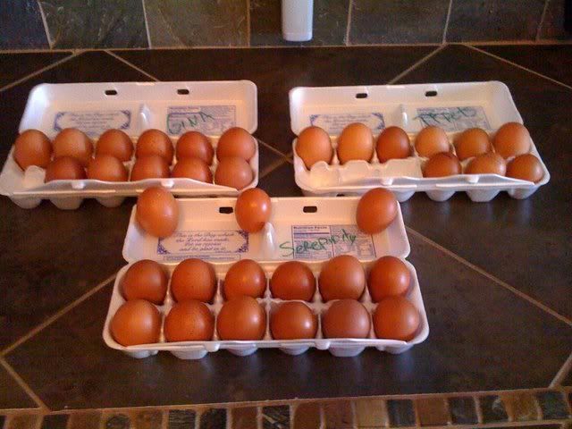 eggs.jpg