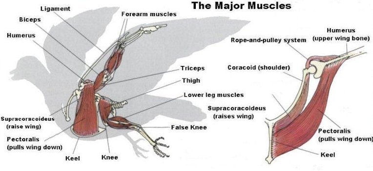 Avian-Muscles.jpg