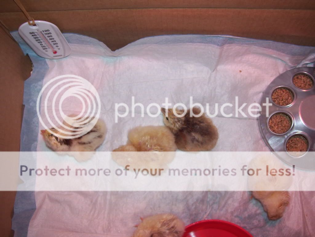 11302007FirstIncubatorHatching018.jpg