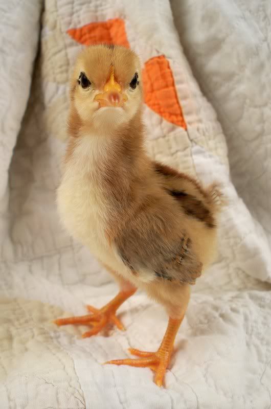chick01.jpg