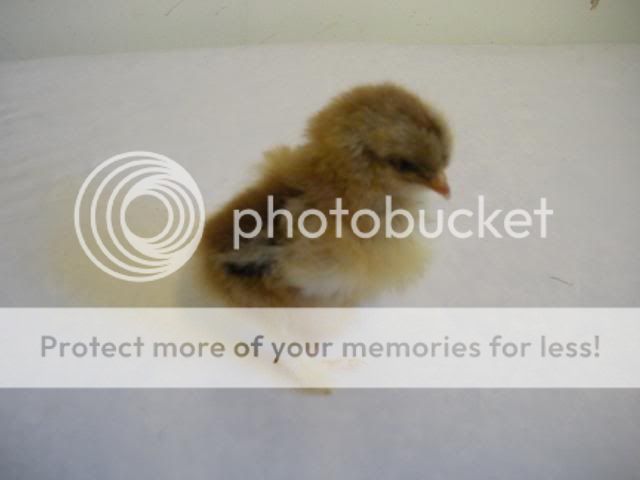 hatcherysurprisedayone298.jpg