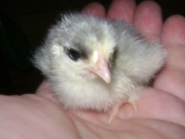 littlefrizzle.jpg