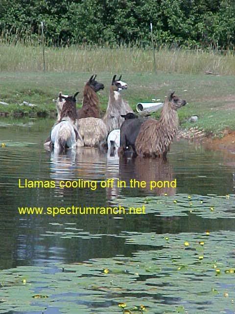 GirlsinPond.jpg