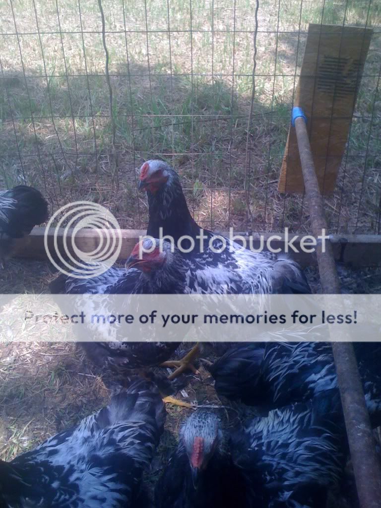 Picture066.jpg