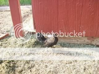 chicken2.jpg