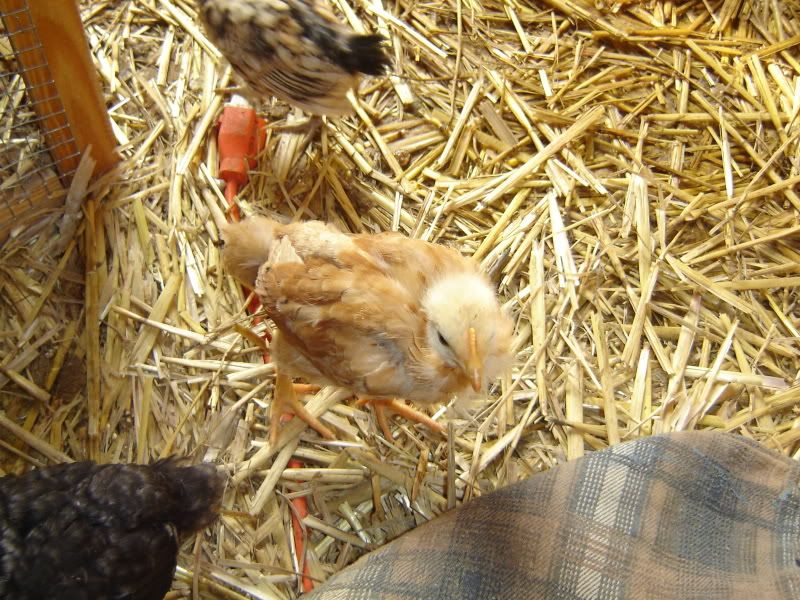 Picture033.jpg