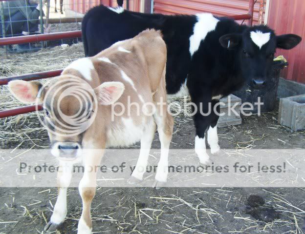mycalves.jpg