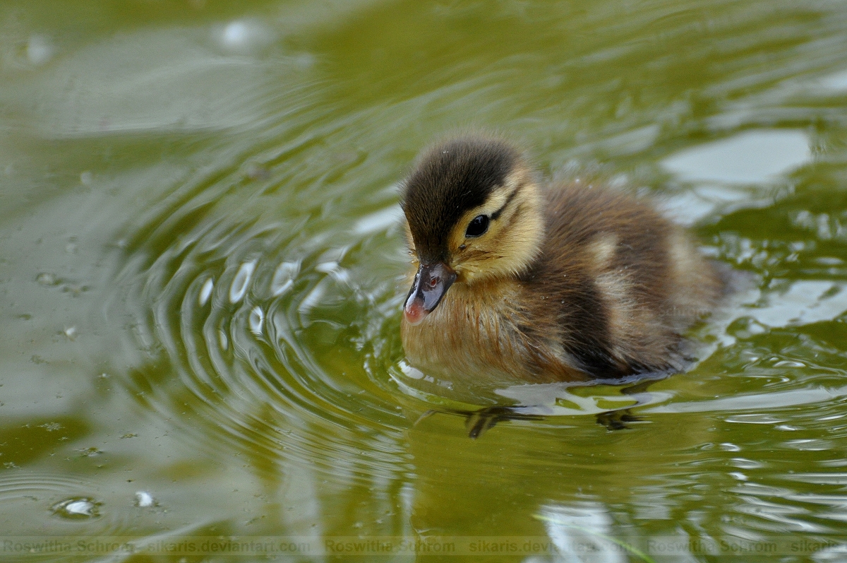 Mandarin_Duckling_001_by_Sikaris.jpg