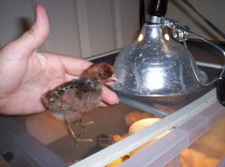 Chicks005.jpg