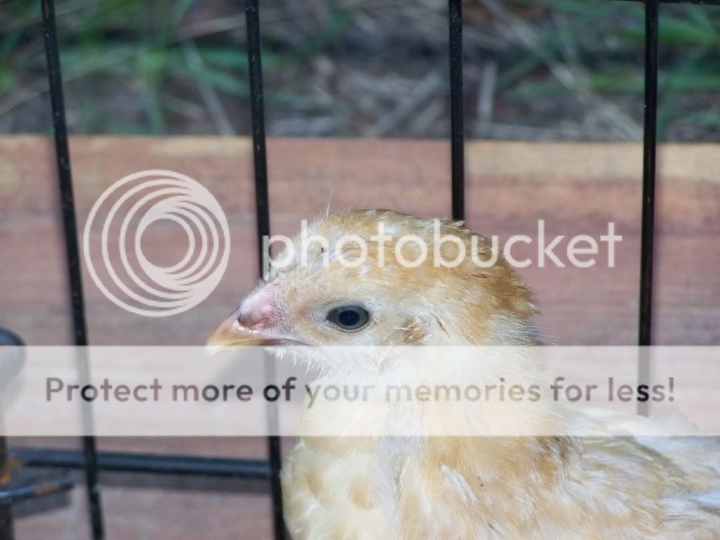 Chicksgettingolder014.jpg