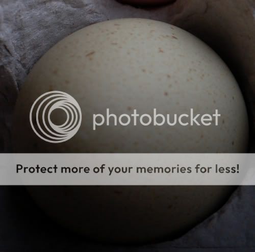 eggs-2.jpg