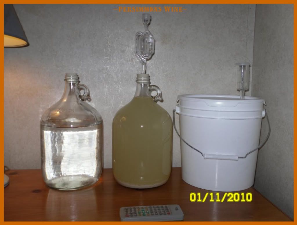 persimmonswine2010002.jpg