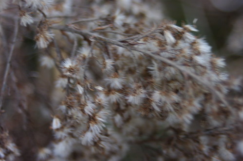 4604714429_43159b0409.jpg