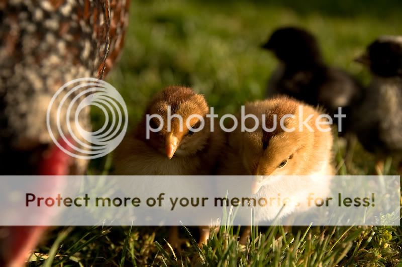 0806babychicks008.jpg