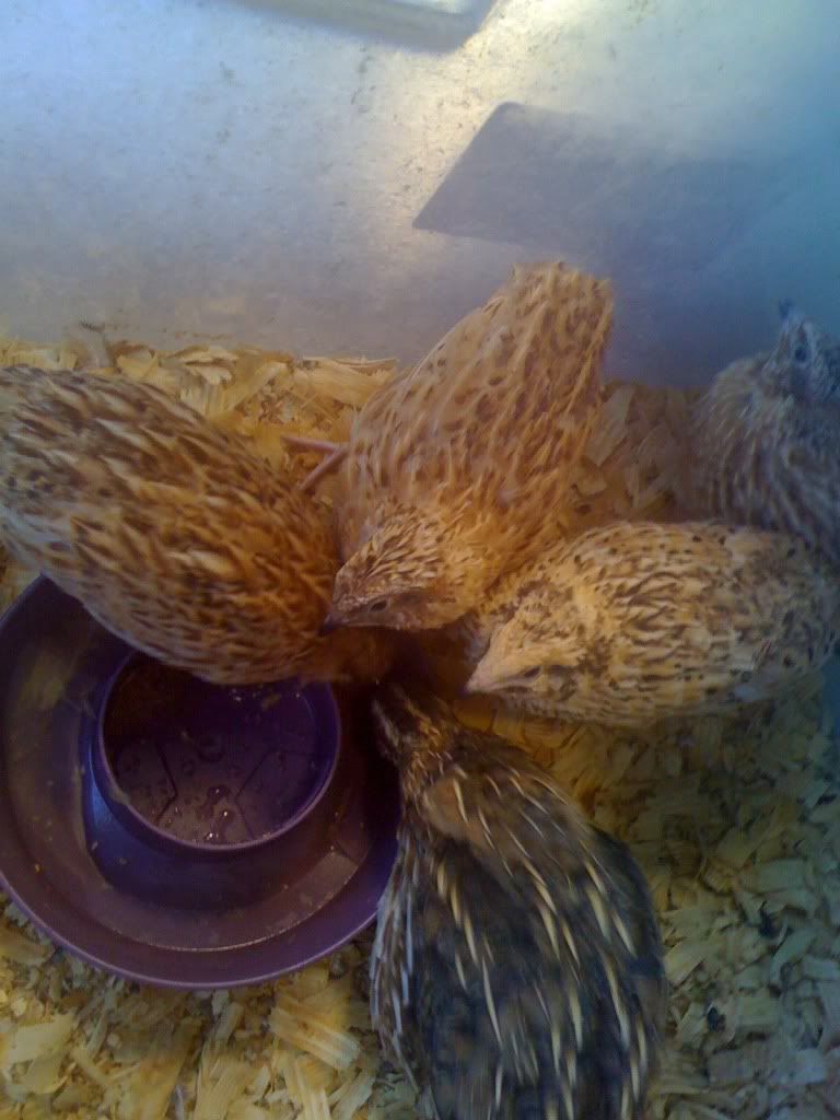 birdies002.jpg