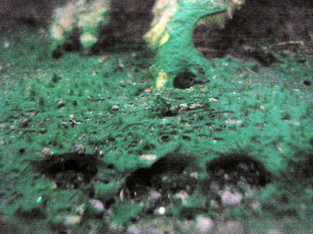 5-area_2_close-up_during_treatment.jpg
