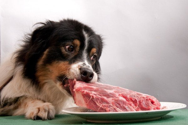 dog%20natural%20diet.jpg