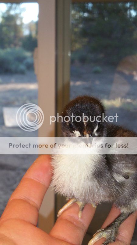 CameraZOOM-20170608195718455.jpg