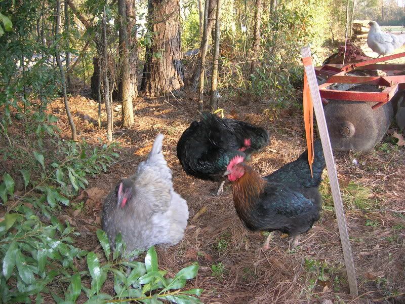 jan2010chickens182.jpg