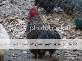 Chickens028.jpg