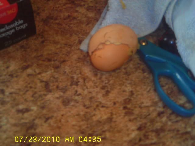 IMAG0050.jpg