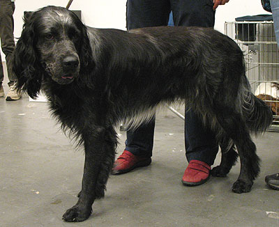 blue_picardy_spaniel_h03.jpg