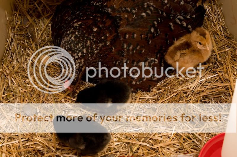 0806babychick001-4.jpg