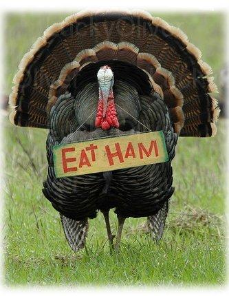 turkey-eat-more-ham.jpg